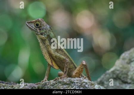 Eine Nahaufnahme einer Eidechse auf einer felsigen Oberfläche in Sri Lanka Stockfoto