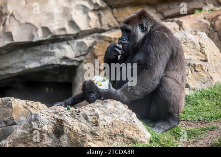 Valencia, 17.08.2017. Virunga, der kleine Gorilla wird ein Jahr alt im BioPark von Valencia. Foto: Mikel Ponce ARCHDC. Quelle: Album / Archivo ABC / Mikel Ponce Stockfoto