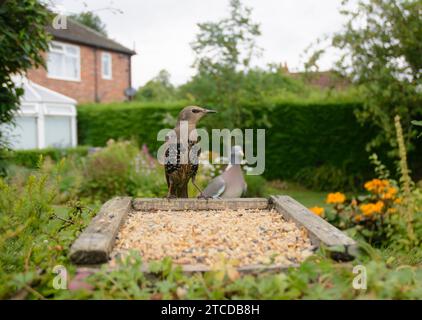 Europäischer Star Sturnus vulgaris, Jungtier auf einem Vogeltisch im Garten mit gemeiner Holztaube Columba palumbus, County Durham, Englan Stockfoto