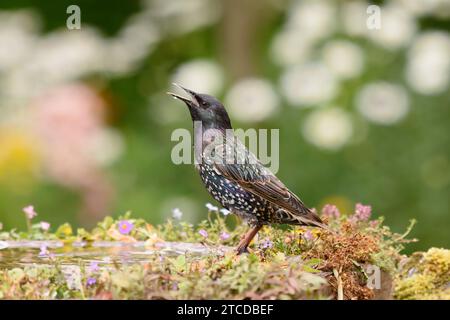 Europäischer Starling Sturnus vulgaris, trinkt aus dem Vogelbad im Garten, County Durham, England, Großbritannien. Juli. Stockfoto