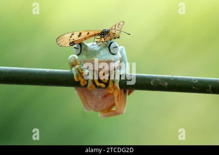 Frog's Butterfly Hut INDONESIEN URKOMISCHE Bilder zeigen einen Tawny Coster Schmetterling, der wie ein lebender Hut auf dem Kopf eines fliegenden Frosches sitzt. Fotografiert Stockfoto