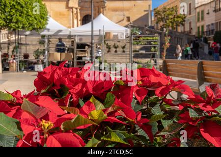 Nahaufnahme der Weihnachtspflanzen Euphorbia pulcherrima, die die Straßen der mallorquinischen Stadt Felanitx, Spanien, schmücken Stockfoto