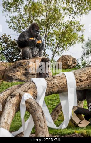 Valencia, 17.08.2017. Virunga, der kleine Gorilla wird ein Jahr alt im BioPark von Valencia. Foto: Mikel Ponce ARCHDC. Quelle: Album / Archivo ABC / Mikel Ponce Stockfoto