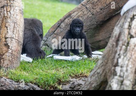 Valencia, 17.08.2017. Virunga, der kleine Gorilla wird ein Jahr alt im BioPark von Valencia. Foto: Mikel Ponce ARCHDC. Quelle: Album / Archivo ABC / Mikel Ponce Stockfoto