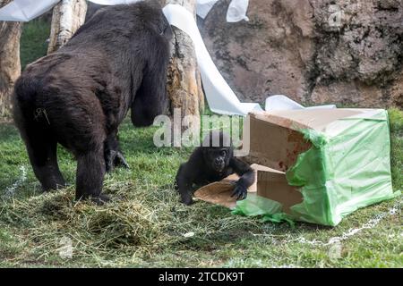 Valencia, 17.08.2017. Virunga, der kleine Gorilla wird ein Jahr alt im BioPark von Valencia. Foto: Mikel Ponce ARCHDC. Quelle: Album / Archivo ABC / Mikel Ponce Stockfoto