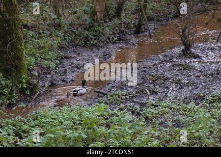 Eine Gruppe Enten schwimmt in einem kleinen, schlammigen Fluss Stockfoto