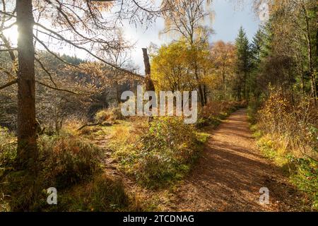Fußweg um Lochan Spling, Aberfoyle, Schottland Stockfoto