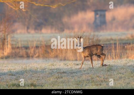 reh, Reh, westliches Reh, Europäisches Reh (Capreolus capreolus), Reh-Bock, der auf einer Wiese mit Raureif läuft, Hochhäute im Hintergrund, Stockfoto