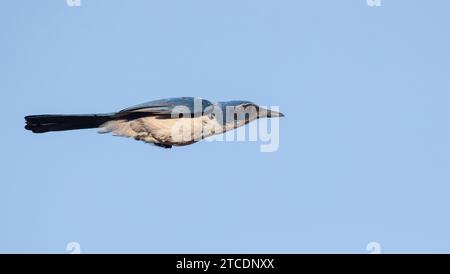 Island Scrub-Jay (Aphelocoma insularis), Erwachsener im Flug, USA, Kalifornien Stockfoto