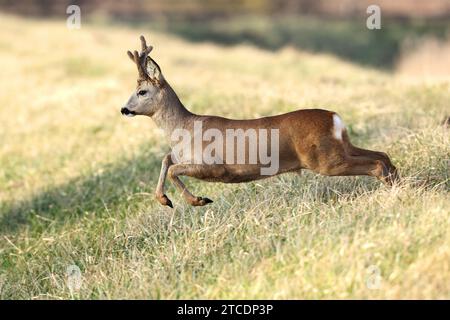 reh, Reh, Westreh, Europäisches Reh (Capreolus capreolus), flüchtiges Reh auf einer Wiese, Seitenansicht, Deutschland, Mecklenburg-Vorpommern Stockfoto