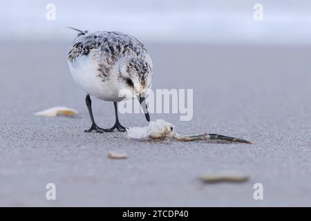sanderling (Calidris alba), auf den Überresten einer Strandkrabbe, Vorderansicht, Deutschland, Mecklenburg-Vorpommern Stockfoto