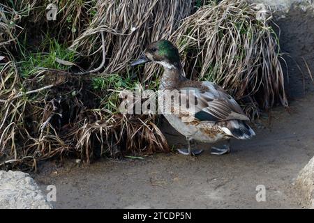 Falcated Petal (Anas falcata, Mareca falcata), drake am Ufer, Japan, Hokkaido Stockfoto