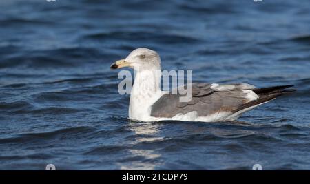 Gelbfüßmöwe (Larus Livens), Schwimmen für Erwachsene, USA Stockfoto