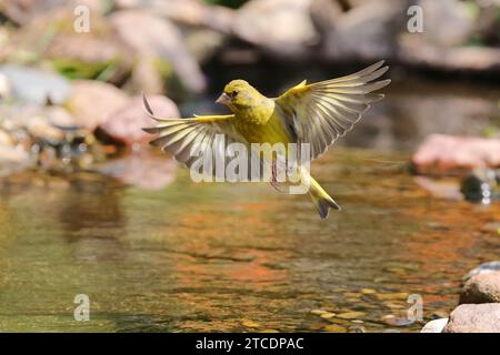 Grünfink (Carduelis chloris, Chloris chloris), männliche Landung an einem Bach, Deutschland, Mecklenburg-Vorpommern Stockfoto