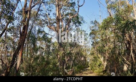 Eine Szene an den Wentworth Falls im australischen Blue Mountains-Nationalpark. Stockfoto