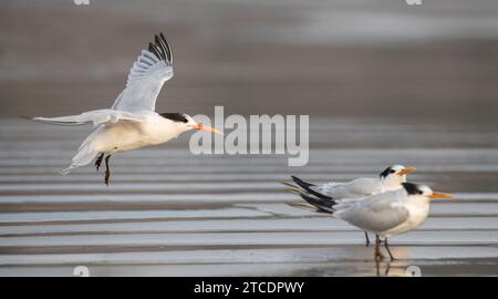 Elegante Seeschwalbe (Thalasseus elegans, Sterna elegans), Erwachsener am matschigen Strand, USA Stockfoto