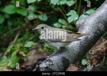 narzissus-Fliegenfänger (Ficedula narcissina), weiblich sitzend auf einem Ast, Japan, Hokkaido Stockfoto