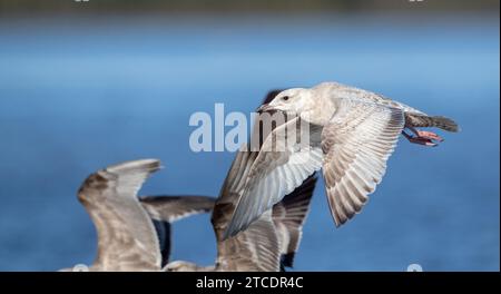 Thayer's Möwe (Larus thayeri), erster Winter im Flug, USA Stockfoto