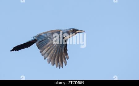 Island Scrub-Jay (Aphelocoma insularis), Erwachsener im Flug, USA, Kalifornien Stockfoto