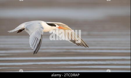 Elegante Seeschwalbe (Thalasseus elegans, Sterna elegans), im Flug am Strand, USA Stockfoto