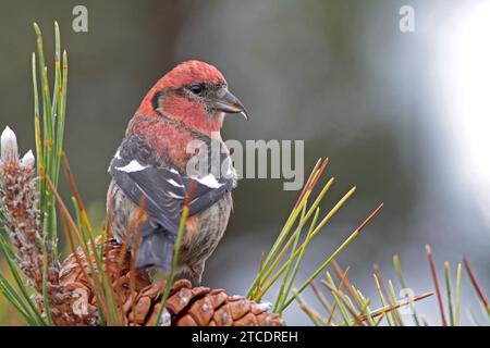 Weißflügelkreuzschnabel (Loxia leucoptera, Loxia leucoptera leucoptera), männliche Futtersuche auf Kiefernzapfen., USA, Massachusetts, Salisbury Beach State Stockfoto