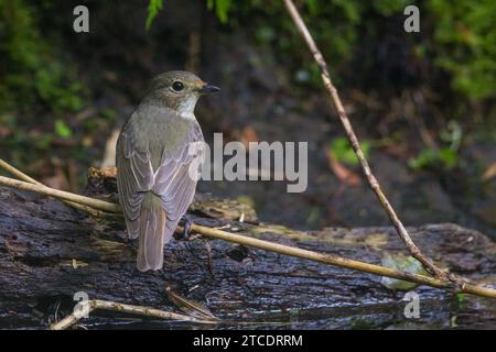 narzissus-Fliegenfänger (Ficedula narcissina), Weibchen, das auf einem Zweig am Wasser sitzt, Rückansicht, Japan, Hokkaido Stockfoto