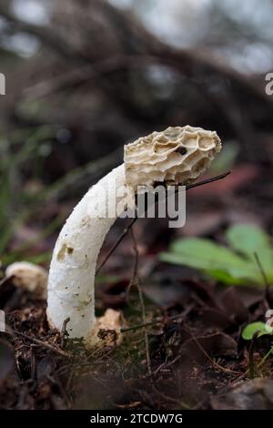 Ein Phallus impudicus Pilz, der in einem üppig grünen Wald wächst Stockfoto