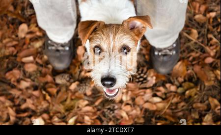Niedliches lustiges Hündchen, das zwischen den Beinen des Besitzers im Herbstwald schaut. Haustierwandern, Banner für Wanderungen im Freien. Stockfoto