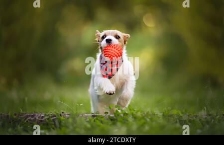 Verspielter Happy Jack russell Terrier Hündchen, der mit einem Spielzeugball im Gras läuft. PET-Banner oder Hintergrund. Stockfoto