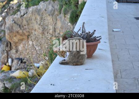 Hellbraune Straßenkatze, die sich auf einem Steinvorsprung neben einer Kaktuspflanze in einem Keramiktopf pflegt Stockfoto