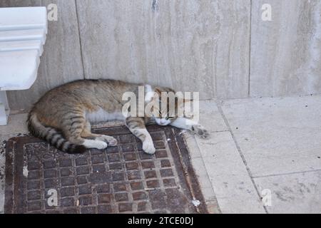 Grauweiße Straßenkatze, die auf einem rostigen Mannlochdeckel und neben einer Marmorwand schläft Stockfoto