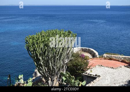 Große grüne Kaktuspflanze mit Blick auf das tiefblaue Wasser des Mittelmeers Stockfoto