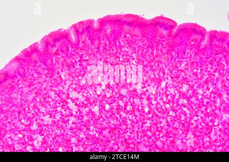 Magenquerschnitt mit Schleimhaut, Submukosa und Magendrüsen. Optisches Mikroskop X200. Stockfoto