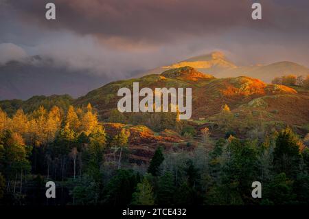 Herbstfarben auf Black Crag kurz nach Sonnenaufgang vom Scott Memorial über Tarn Hows aus gesehen Stockfoto