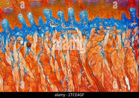 Zungenschnitt mit lingualen Papillen, Geschmacksnerven, quergestreifte Muskeln und Bindegewebe. Optisches Mikroskop X100. Stockfoto