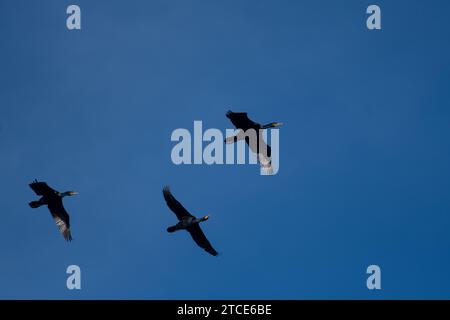 Three Double-Crested Cormorants flying across a blue sky Stockfoto