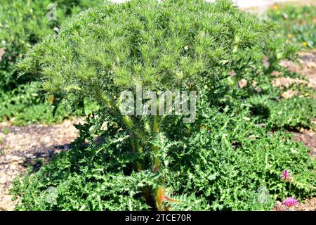 Cardiopatium corymbosum ist eine stachelige mehrjährige Pflanze, die im östlichen Mittelmeerraum beheimatet ist. Stockfoto