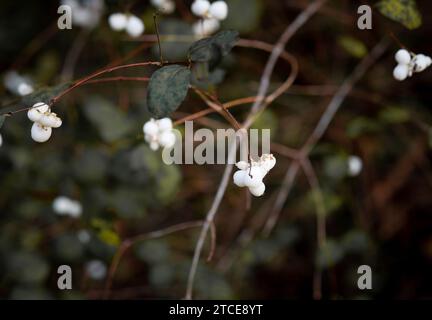 Symphoricarpos alus weiße Schneebeere autun Busch Stockfoto