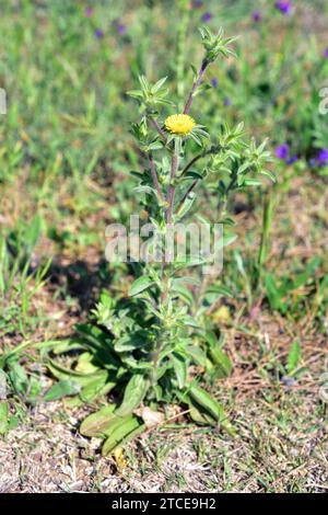 Stachelstachelkraut (Pallenis spinosa oder Asteriscus spinosus) ist eine einjährige Pflanze, die im Mittelmeerraum und auf den Kanarischen Inseln beheimatet ist. Dieses Foto wurde aufgenommen in Stockfoto