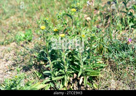 Stachelstachelkraut (Pallenis spinosa oder Asteriscus spinosus) ist eine einjährige Pflanze, die im Mittelmeerraum und auf den Kanarischen Inseln beheimatet ist. Dieses Foto wurde aufgenommen in Stockfoto