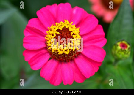 Flor de Papel (Zinnia elegans) ist eine jährliche Zierpflanze, die von Mexiko bis Paraguay in Amerika beheimatet ist. Stockfoto