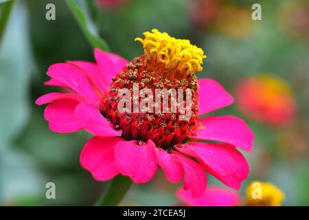 Flor de Papel (Zinnia elegans) ist eine jährliche Zierpflanze, die von Mexiko bis Paraguay in Amerika beheimatet ist. Stockfoto