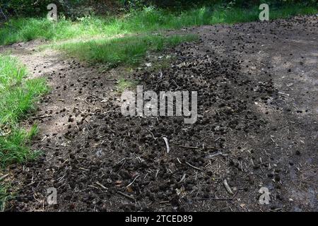 Eine große Menge trockener brauner Tannenzapfen und verstreute Zweigstücke neben grünem Gras auf einem Wanderweg im Nationalpark Mechelse Heide Stockfoto