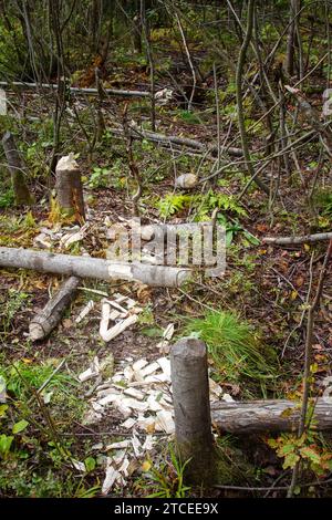 Futterbereich der Biber. Biber kippen Espen aus und nagen sie in Fragmente, die durch das Wasser transportiert werden, um Dämme, Hütten und Nahrung zu erhalten (Essen unter Wasser gefaltet Stockfoto