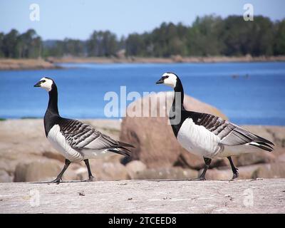 Ein Paar seltener Nistvögel Barnacle Gans (Branta leucopsis) in den Büschen Finnlands. Granitinseln im Norden des westlichen Teils des Gul Stockfoto