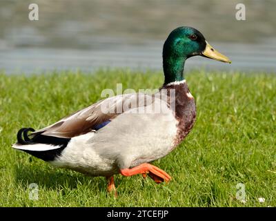 Männliche Stockenten (Anas platyrhynchos), die auf Gras in der Nähe eines Teichs laufen Stockfoto