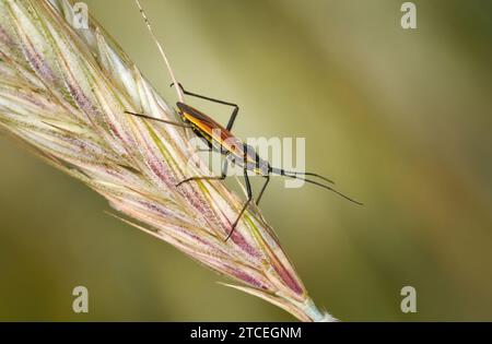 Wiesenpflanzenkäfer (Leptopterna dolabrata) an einem rötlichen Getreideohr Stockfoto