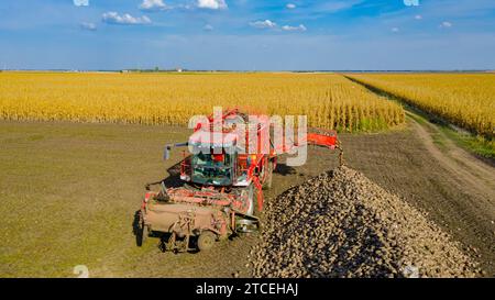 Über dem Rollwagen wird die Umlaufbahn um den Erntemaschine zum Schneiden und Ernten reifer Zuckerrübenwurzeln entladen, wobei frisch geerntete Fracht über Co übertragen wird Stockfoto