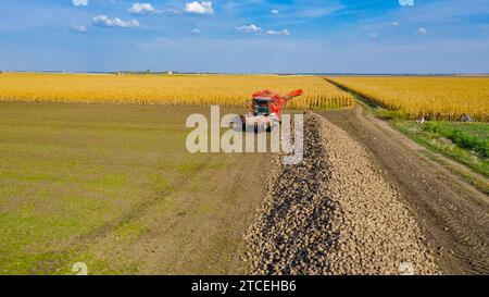 Über dem Rollwagen wird die Umlaufbahn um den Erntemaschine zum Schneiden und Ernten reifer Zuckerrübenwurzeln entladen, wobei frisch geerntete Fracht über Co übertragen wird Stockfoto