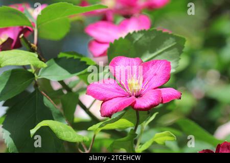 Eine Nahaufnahme der großen rosafarbenen Clematis-Blüten im Juli Stockfoto